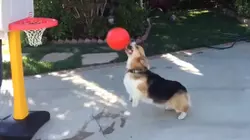 Teacher's Pet