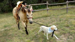Pet Obsessed | Animals Got Talent
