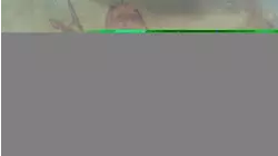 Last American Slave Ship