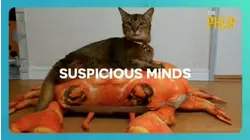 Dr. Phur | Suspicious Minds