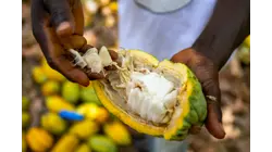 Cocoa Prices Reached All-Time Highs. What Does This Mean For Our Chocolate?