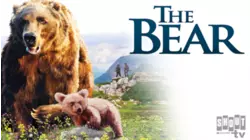 The Bear