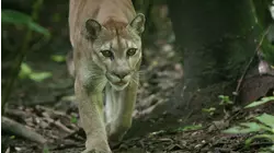 Parched Jungles: Dry Tropical American Forest