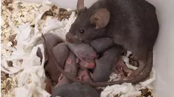 LA earns top spot for most rat-infested city: Yelp