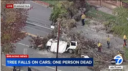 Person killed after large tree falls onto several cars in Winnetka
