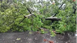 Massive tree blocks Huntington Station street as neighbors remain without power