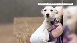 Lost Dog Survives 1 Month in Yellowstone Before Being Rescued