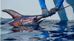 The Deep Drop