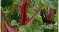 Grow Cook Eat