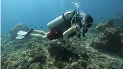 Kayaking with Sharks