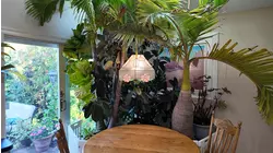 Garden Guide: How to bring your tropical outdoor plants inside for winter