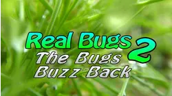 Real Bugs 2: The Bugs Buzz Back