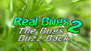 Real Bugs 2: The Bugs Buzz Back