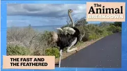 The Animal Breakdown | The Fast and the Feathered