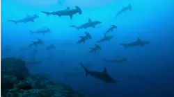 Sharkwater