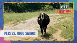 Pets VS. Mood Swings