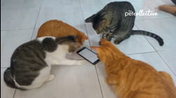 Best Pets of the Month | Ep. 2.10
