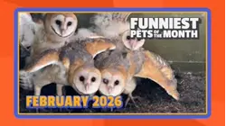 Funniest Pets of the Month | Ep. 3.2