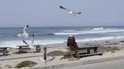 How To Clip a Mockingbird