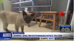 US animal shelters near 'no-kill' goal, reach highest adoption levels since 2020