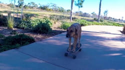 Pet Obsessed | Bye Bye Birdie