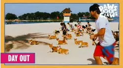 Paws VS. Claws | Day Out