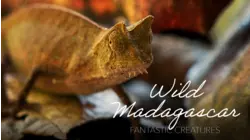 Wild Madagascar - Fantastic Creatures