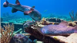 Petting Porcupinefish