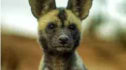 Lyca The Painted Wolf