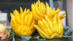 Why Buddha's Hand Citron Is So Expensive