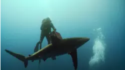 Dusky Sharks