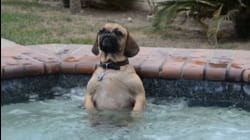 Welcome to Paw-llywood