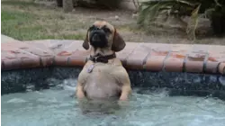 Welcome to Paw-llywood