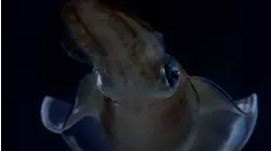Ocean