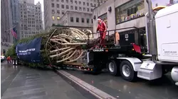 See the 2025 Rockefeller Center Christmas Tree Arrive in NYC