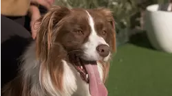 Bella And Homer
