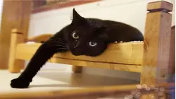 Investigation finds heavy metals in nearly all cat food
