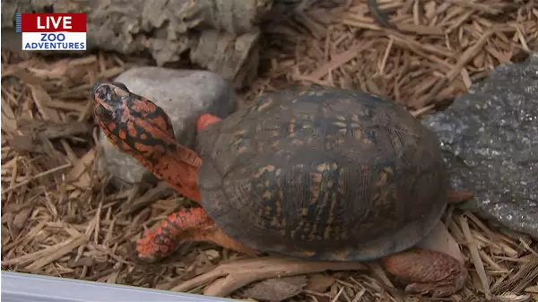 Meteorologist Cecily Tynan meets eastern box turtle, giant tortoises at ...