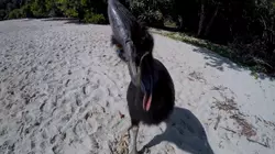 Pets Unscripted