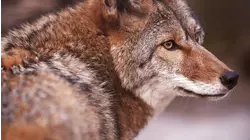Wolves on Main Street