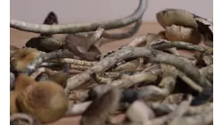 'Magic mushroom' legislation advances with plan to expand pilot program