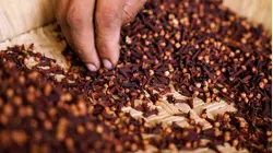 Why Cloves Are So Expensive