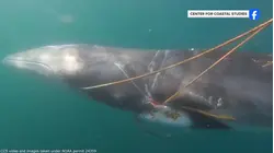 Rescuers Free Whale Entangled in Rope off Cape Cod