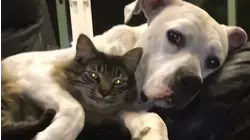 Step Siblings
