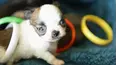 Puppy Love