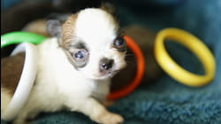 Puppy Love | Ep. 1.2