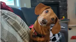 be Well: Protecting your pet's ear health