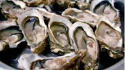 Why Oysters Are So Expensive