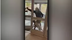 Two pit bull dogs cause outrage among Brooklyn dog owners after a series of attacks