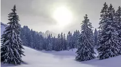 Snowy Wonderland